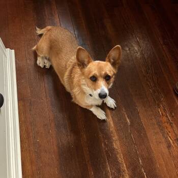 Daffodil -  Corgi Dog for Adoption in Kutztown, Pennsylvania - Daffodil | PetCurious