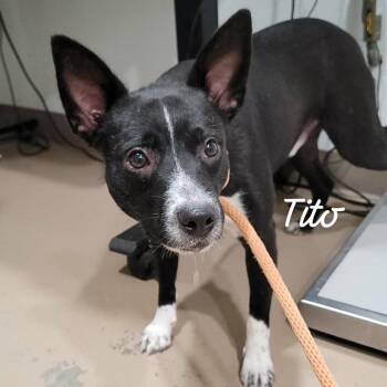 Tito -  Border Collie and Staffordshire Bull Terrier Dog for Adoption in Buchanan Dam, Texas - Tito | PetCurious
