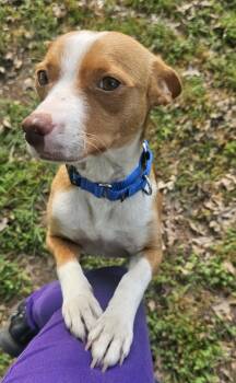 Terrier Dogs Available for Adoption in Dallas, Texas - Trixie | PetCurious