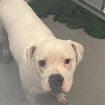 American Bulldog Dogs Available for Adoption in Des Moines, Iowa - Strudel | PetCurious