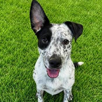 Conner -  Mixed Breed Dog for Adoption in Walker, Michigan - Conner | PetCurious