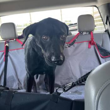 Gino RN -  Black Labrador Retriever and Mixed Breed Dog for Adoption in Lake Jackson, Texas - Gino RN | PetCurious
