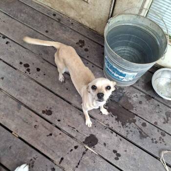 Chihuahua Dogs Available for Adoption in Houston, Texas - Lily | PetCurious