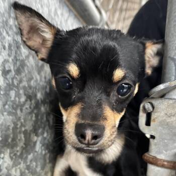 Chihuahua Dogs Available for Adoption - Bad Bunny | PetCurious