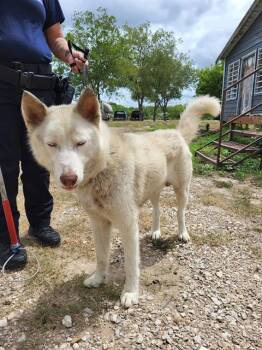 GHOST -  Husky Dog for Adoption in San Antonio, Texas - GHOST | PetCurious