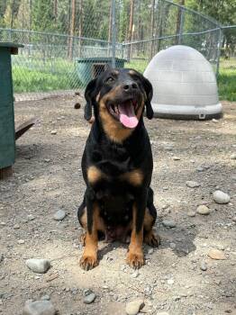 Rottweiler and Shepherd Dogs Available for Adoption in Libby, Montana - Roxy | PetCurious