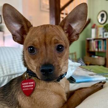 Roland -  Chihuahua and Mixed Breed Dog for Adoption in Elk Grove Village, Illinois - Roland | PetCurious