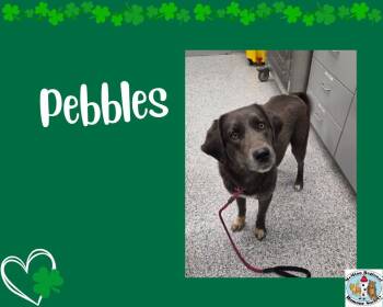 Border Collie Dogs Available for Adoption - Pebbles | PetCurious