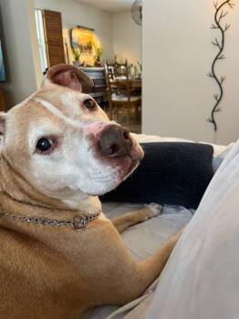 Mixed Breed Dogs Available for Adoption - Pugsley | PetCurious