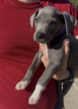 Pork chop -  Terrier Dog for Adoption in Berlin, New Jersey - Pork Chop | PetCurious