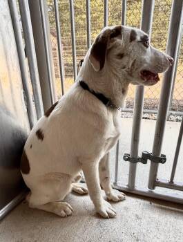 Rescue Border Collie and Pit Bull Terrier Dogs for Adoption in Ashland, Ohio - Kong | PetCurious