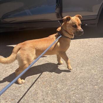 Dachshund Dogs Available for Adoption in Waggaman, Louisiana - P. Sherman | PetCurious