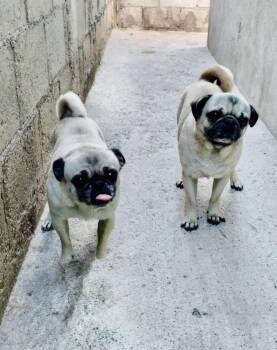 Georgie Girl -  Pug Dog for Adoption in Escondido, California - Georgie Girl | PetCurious