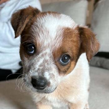 Mai Tai -  Australian Cattle Dog Blue Heeler and Mixed Breed Dog for Adoption in Normal, Illinois - Mai Tai | PetCurious
