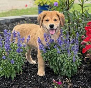 Honey Bear -  Labrador Retriever Dog for Adoption in Calera, Alabama - Honey Bear | PetCurious