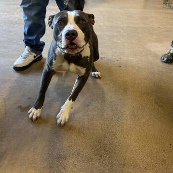 Pit Bull Terrier Dogs Available for Adoption in Portland, Texas - Zeus | PetCurious