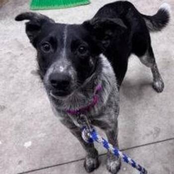 Lena -  Australian Cattle Dog Blue Heeler Dog for Adoption in Hackensack, Minnesota - Lena | PetCurious