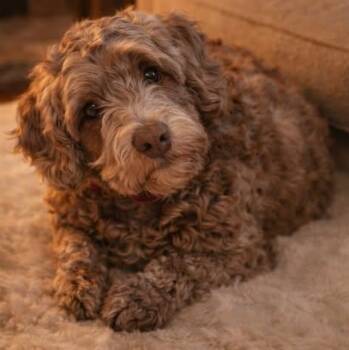 CaliLyn -  Labradoodle Dog for Adoption in Brockport, New York - CaliLyn | PetCurious