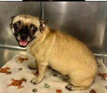 Lily Rose -  Pug Dog for Adoption - Lily Rose | PetCurious
