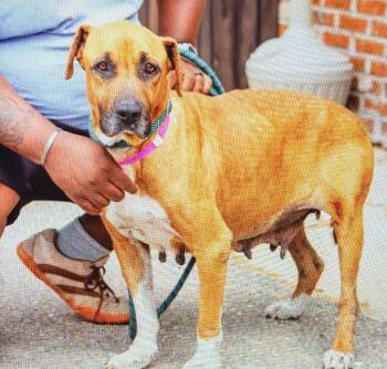 Rhodesian Ridgeback and Black Mouth Cur Dogs Available for Adoption in Conway, South Carolina - Super Sweet Senior Etta- Looking For Loving Retirement Home | PetCurious