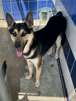 German Shepherd Dog Dogs Available for Adoption - Broccoli | PetCurious