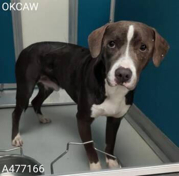 A477166 -  Pit Bull Terrier and Mixed Breed Dog for Adoption in Oklahoma City, Oklahoma - A477166 | PetCurious