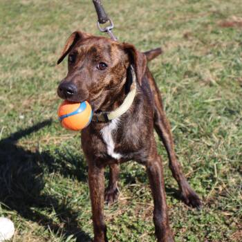 Beagle and Plott Hound Dogs Available for Adoption - Banjo - Paws Behind Bars Puppy Program | PetCurious