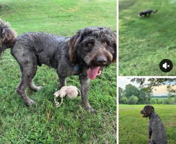 American Water Spaniel Dogs Available for Adoption in Mooresville, North Carolina - Taz | PetCurious