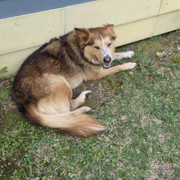 Mixed Breed Dogs Available for Adoption in Columbus, Georgia - 04/18/2026-Stray-BerkleyAvenue | PetCurious