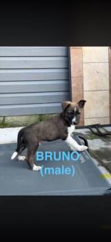 Bruno -  Border Collie and Husky Dog for Adoption in Indianapolis, Indiana - Bruno | PetCurious