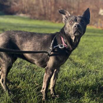 Mixed Breed and Labrador Retriever Dogs Available for Adoption in Walker, Michigan - Bleu | PetCurious