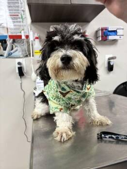 Romance -  Bichon Frise Dog for Adoption in Marietta, Georgia - Romance | PetCurious