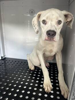 SPOT -  Mixed Breed Dog for Adoption in Palmetto, Florida - SPOT | PetCurious
