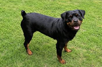 ROXY Rottweiler -  Rottweiler Dog for Adoption in Lucas, Texas - ROXY Rottweiler | PetCurious