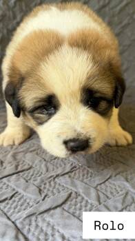 Great Pyrenees and German Shepherd Dog Dogs Available for Adoption in Claremont, North Carolina - Rolo | PetCurious
