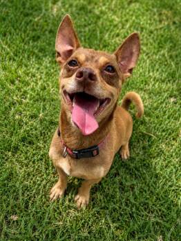 Lil Buddy -  Chihuahua Dog for Adoption in St. Augustine, Florida - Lil Buddy | PetCurious