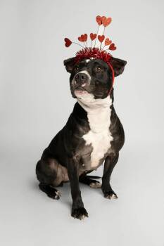 Pit Bull Terrier Dogs Available for Adoption - Raven | PetCurious