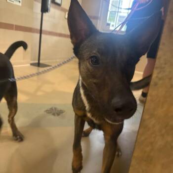 Landon -  Mixed Breed Dog for Adoption in Winston-salem, North Carolina - Landon | PetCurious