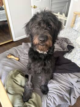 Standard Poodle and Labrador Retriever Dogs Available for Adoption in Rockaway, New Jersey - Murphy NJ | PetCurious
