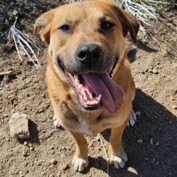 Cane Corso and Shepherd Dogs Available for Adoption in Reno, Nevada - Little Lady | PetCurious