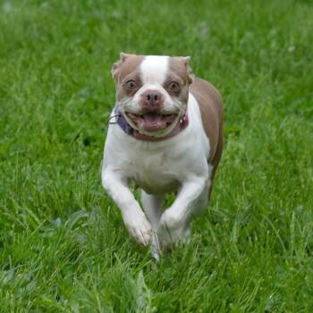 Boston Terrier Dogs Available for Adoption in Camden, Delaware - Brittani | PetCurious