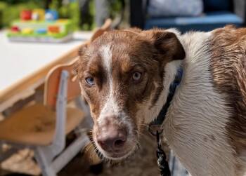Border Collie Dogs Available for Adoption in Chesapeake Beach, Maryland - Maverick  | PetCurious