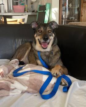 Rescue Shepherd Dogs for Adoption in Millcreek, Utah - Fiona | PetCurious