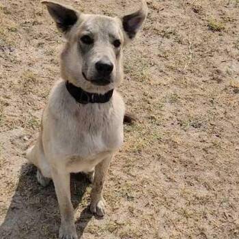 Shepherd Dogs Available for Adoption in Valdosta, Georgia - William | PetCurious