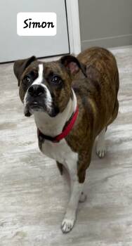 Boxer Dogs Available for Adoption - Simon | PetCurious