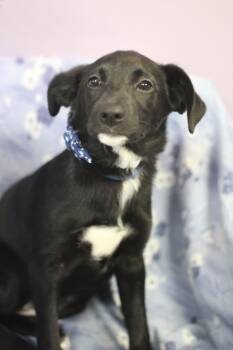 Labrador Retriever Dogs Available for Adoption in Manchester, New Hampshire - Lulu In NH! Come Meet Our Adoptable Dogs Wednesday-Saturday. Mor | PetCurious
