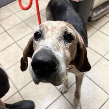 Jed Clampett -  Hound Dog for Adoption in Newport, North Carolina - Jed Clampett | PetCurious