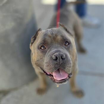 Pit Bull Terrier Dogs Available for Adoption in Las Vegas, Nevada - OSO | PetCurious