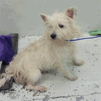 Terrier Dogs Available for Adoption in Houston, Texas - Blaze | PetCurious