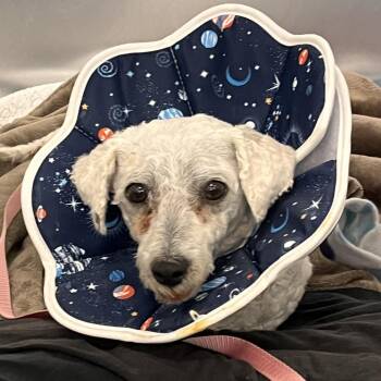 Mixed Breed Dogs Available for Adoption in Mentor, Ohio - Pavlova | PetCurious